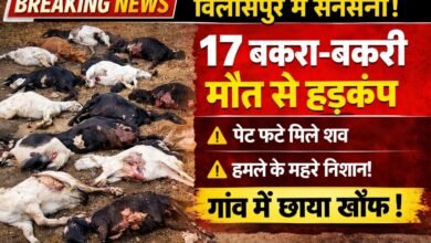बिलासपुर में खौफनाक घटना: एक साथ 17 बकरा-बकरी मृत मिले, शरीर पर चोट के निशान और फटे पेट से फैली दहशत 5 IMG 20260410 130010