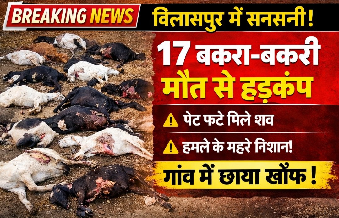 बिलासपुर में खौफनाक घटना: एक साथ 17 बकरा-बकरी मृत मिले, शरीर पर चोट के निशान और फटे पेट से फैली दहशत 1 IMG 20260410 130010