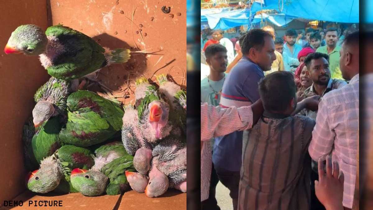 Illegal Sale of Parrots