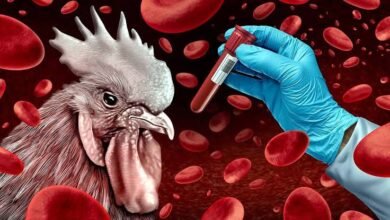 बिलासपुर में बर्ड फ्लू अलर्ट: एम्स की टीम पहुंची, 10 किमी दायरे के गांवों में होगी जांच और सैंपलिंग 4 images 28