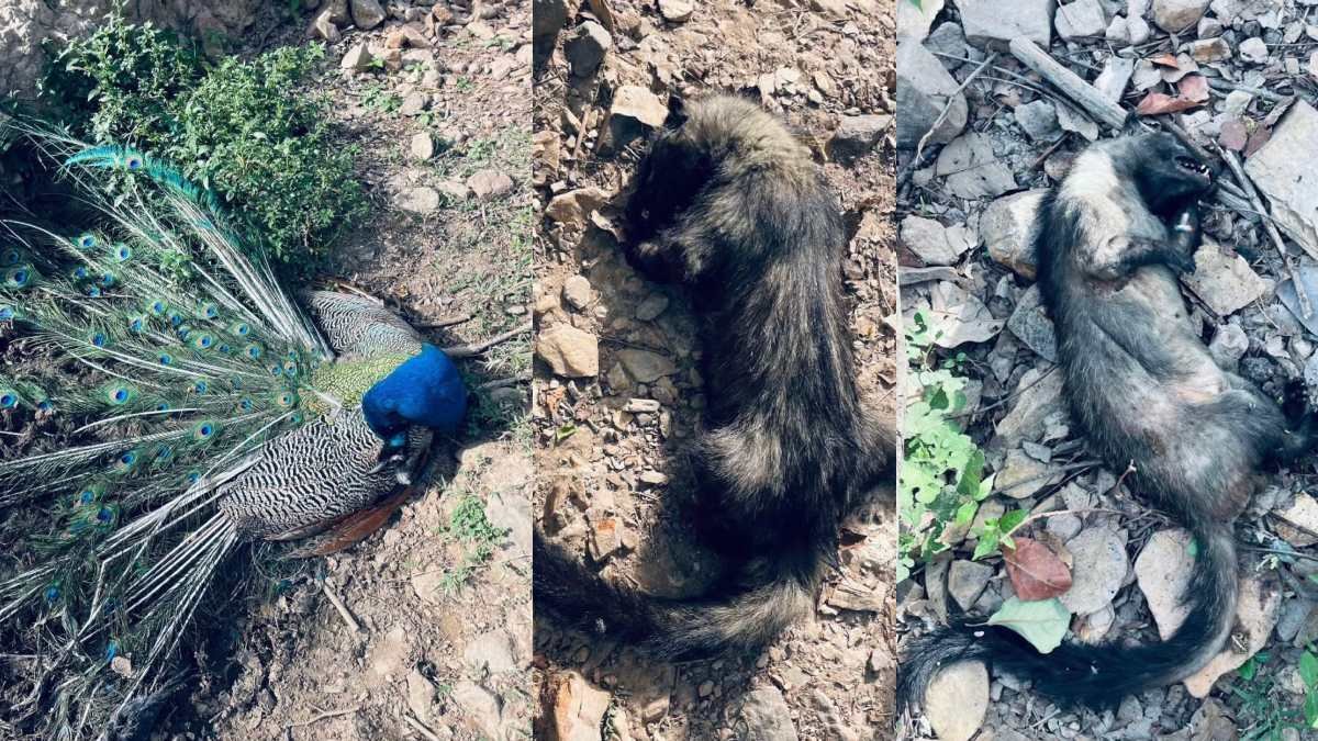 खैरागढ़ के जंगल में रहस्यमयी मौतों से हड़कंप: जलस्रोत के पास मिले मोर, सिवेट और कई पक्षियों के शव, जहर मिलाने की आशंका 1 image 78 3