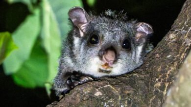 Rare Indian Giant Flying Squirrel Spotted in Udanti-Sitanadi Tiger Reserve 3 IMG 20260622 WA0073