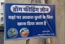 Raipur Civic Body Designates Feeding Zones for Stray Dogs Across 70 Wards 4 whatsapp image 2026 06 09 at 30000 pm 1781074435