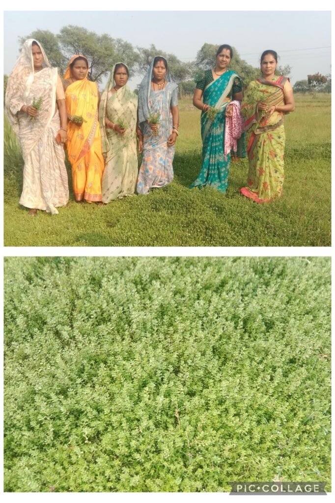 औषधीय खेती से बदली धमतरी की तस्वीर: महिलाओं की आय कई गुना बढ़ी, अब देशभर में अपनाया जाएगा यह सफल मॉडल 3 1004419266