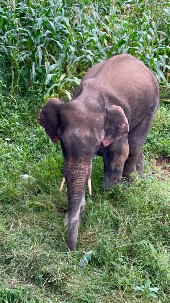 Forest staff, vets save young elephant in Udanti Sitanadi Tiger Reserve, avert human-jumbo conflict 2 1004505923