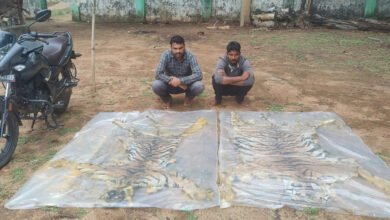 बाघों के शिकारी वन विभाग के शिकंजे में: दो खाल के साथ दो तस्कर गिरफ्तार, कोर्ट ने भेजा जेल 3 1782900559 c188e9e617dfbaef5588