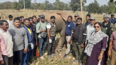 Forest staff, vets save young elephant in Udanti Sitanadi Tiger Reserve, avert human-jumbo conflict 3 IMG 20260731 WA0039