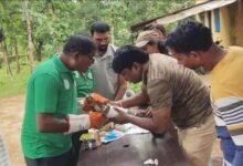 Injured Flying Squirrel Rescued, Receives Treatment at Udanti-Sitanadi Tiger Reserve 11 IMG 20260810 WA0023