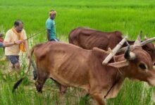 CM Vishnu Deo Sai plows ancestral field in Jashpur 9 IMG 20260817 WA0011 1