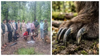 भालू के नाखून उखाड़कर ताबीज बनाने का अंधविश्वास : दो चरवाहे गिरफ्तार, ATR की स्निफर डॉग नीतू ने ऐसे खोला पूरा राज 3 04 09 2026 bearclawsatr m