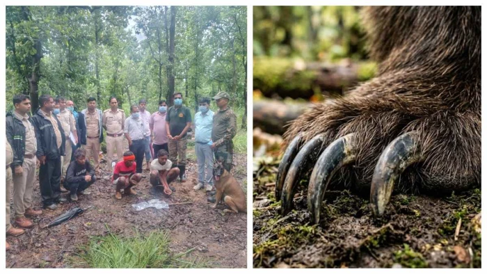 भालू के नाखून उखाड़कर ताबीज बनाने का अंधविश्वास : दो चरवाहे गिरफ्तार, ATR की स्निफर डॉग नीतू ने ऐसे खोला पूरा राज 1 04 09 2026 bearclawsatr m