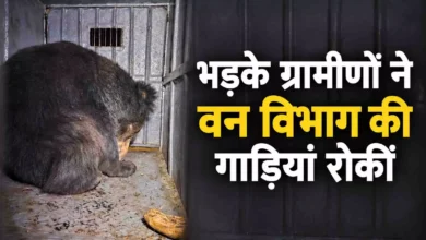 मरदेल गांव के पास भालू छोड़ने पर ग्रामीणों का विरोध: 500 मीटर दूरी पर छोड़ा था, रात में 5 वनकर्मियों की ड्यूटी लगाई 3 5568455 untitled 33 copy
