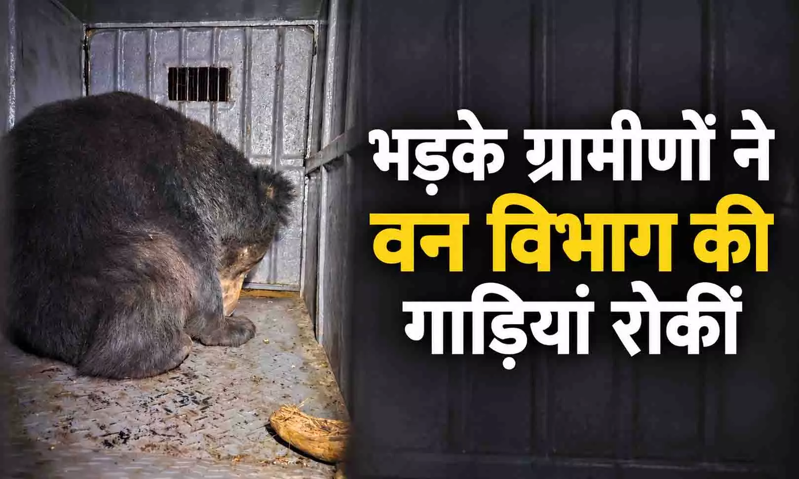 मरदेल गांव के पास भालू छोड़ने पर ग्रामीणों का विरोध: 500 मीटर दूरी पर छोड़ा था, रात में 5 वनकर्मियों की ड्यूटी लगाई 1 5568455 untitled 33 copy