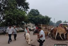 Bilaspur civic body impounds 47 stray cattle in a day, total reaches 1,860 8 IMG 20260901 WA00231