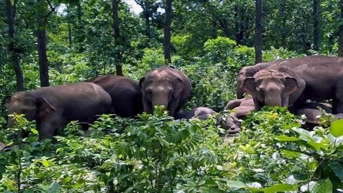 01 10 2026 elephant in surguja village cg 2026101 10479 m