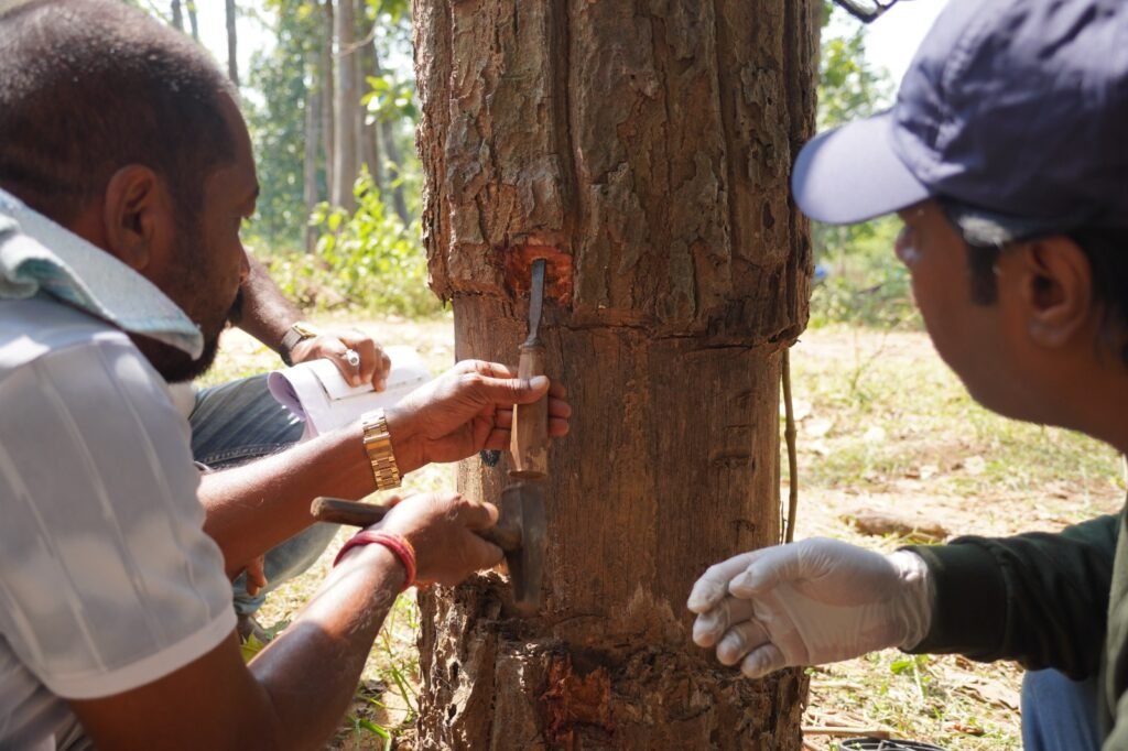 Udanti Sitanadi Tiger Reserve (USTR) Launches Scientific Tree Restoration Drive in Karka 2 IMG 20261024 WA0039
