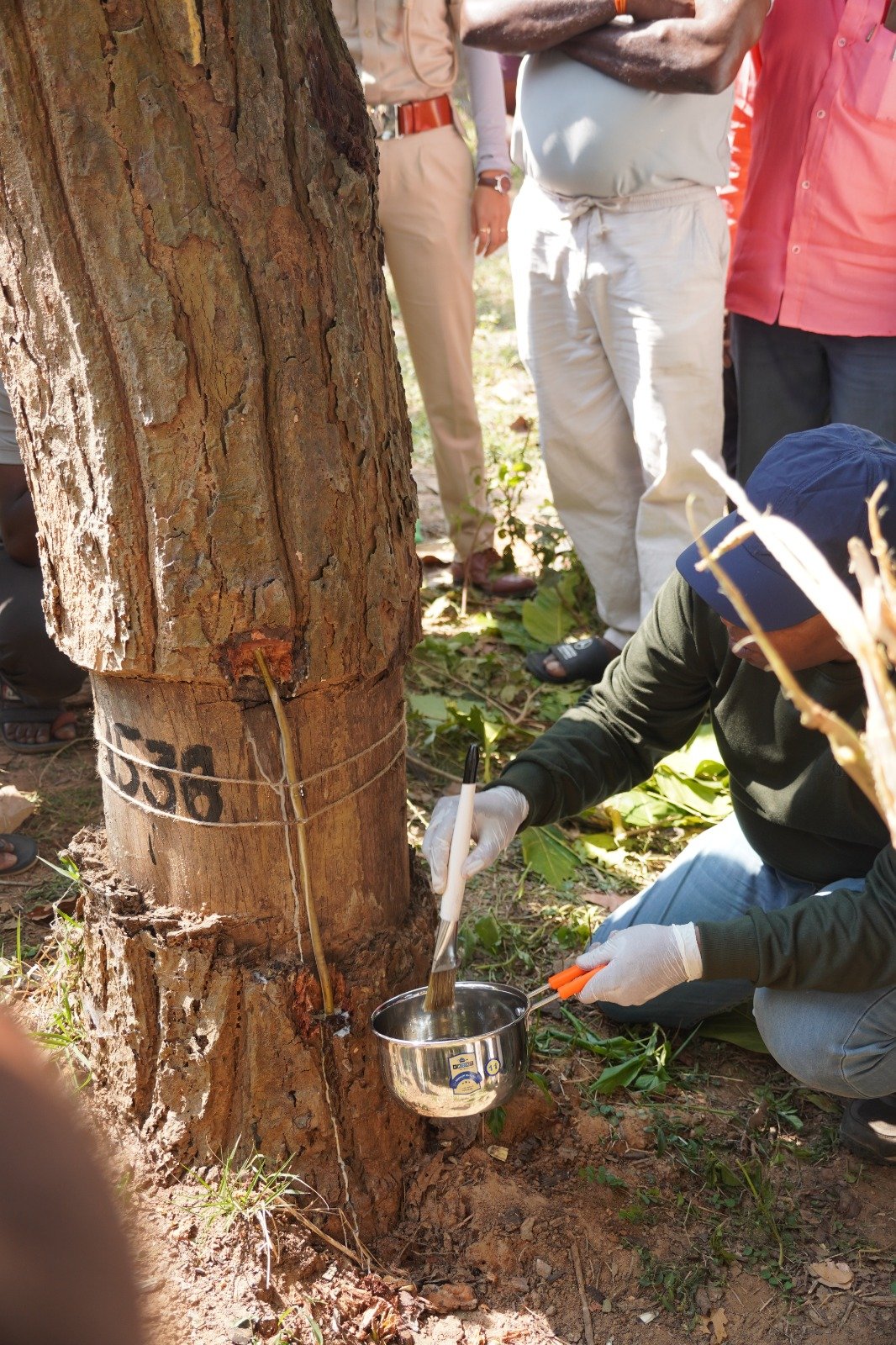 Udanti Sitanadi Tiger Reserve (USTR) Launches Scientific Tree Restoration Drive in Karka 1 IMG 20261024 WA0046