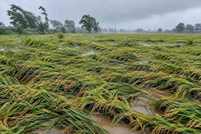 अर्नब तूफान का असर घटा, अब 3 से 5 डिग्री तक बढ़ेगा तापमान; बेमेतरा में बारिश से धान की फसल को भारी नुकसान 1 images 39